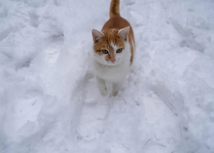 Camping Beczki Pod Lasem Trzemesnia